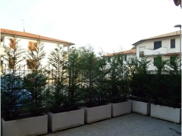 Siepe sul terrazzo
