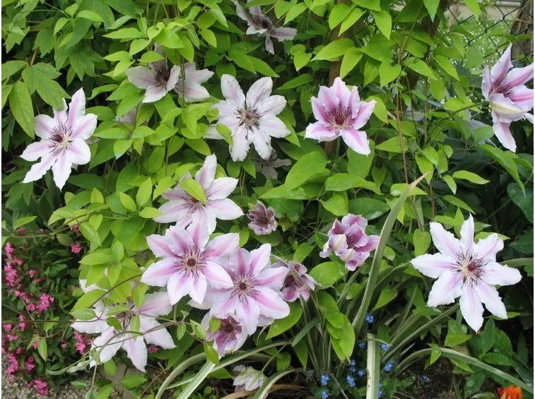 Siepe di clematis