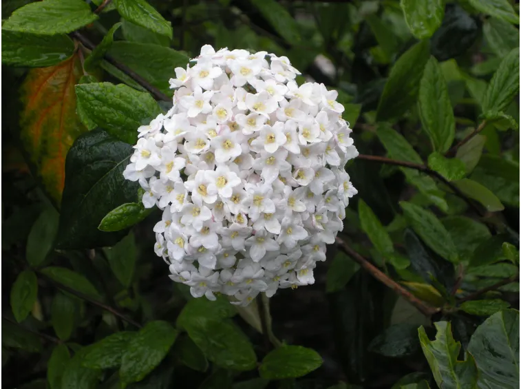 Fiori di viburno