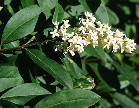 siepi profumate sempreverdi