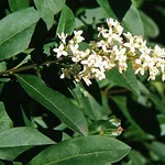 siepi profumate sempreverdi
