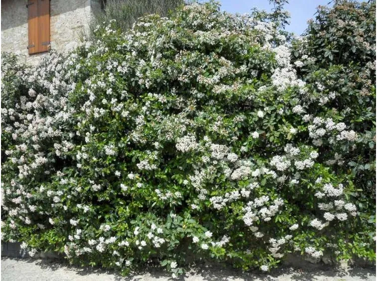 siepi sempreverdi con profumo
