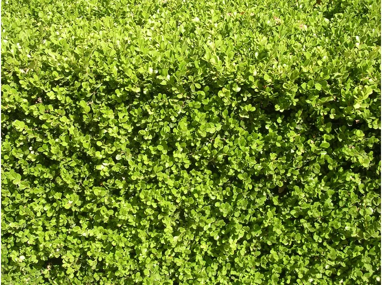 siepe sempreverde alloro