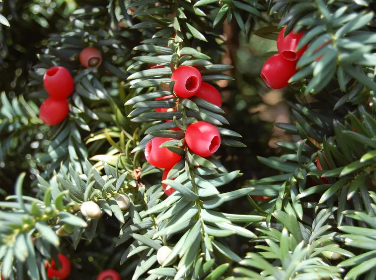 La particolare bacca rossa del Taxus Baccata