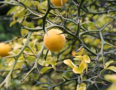 Dettaglio dei frutti dell'Arancio trifogliato e delle sue lunghe spine