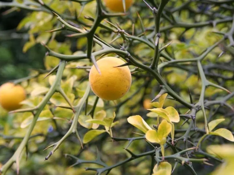 Dettaglio dei frutti dell'Arancio trifogliato e delle sue lunghe spine