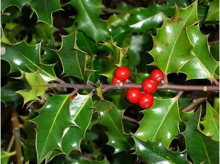 Foglie spinose dell'agrifoglio con le caratteristiche bacche rosse