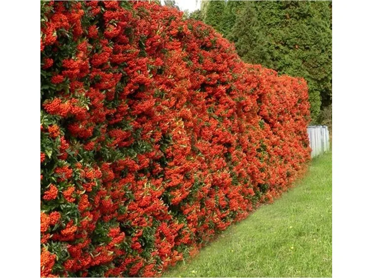 Siepe di Pyracantha con le caratteristiche bacche rosse