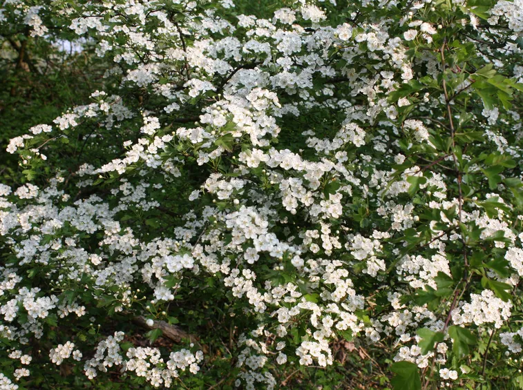 Biancospino in fiore