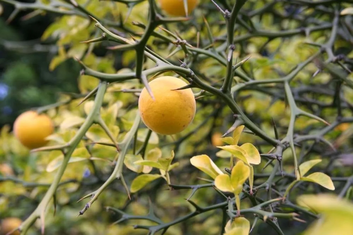 Dettaglio dei frutti dell'Arancio trifogliato e delle sue lunghe spine