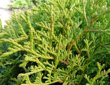 Cespuglio di Tuia occidentalis Tiny Tim