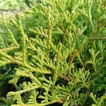 Cespuglio di Tuia occidentalis Tiny Tim