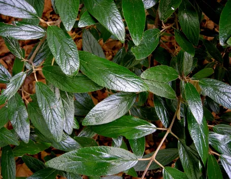 Dettaglio delle foglie di viburno lucido