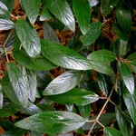 Dettaglio delle foglie di viburno lucido