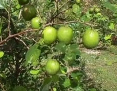 Frutti di Giuggiolo