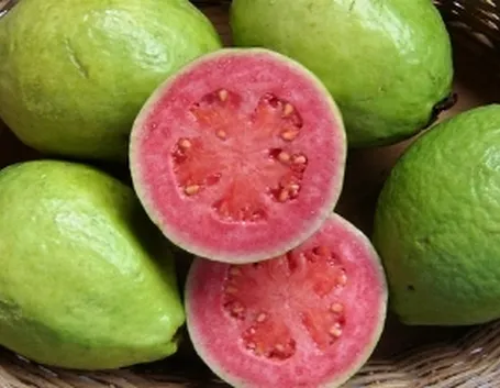 Frutto di Guava