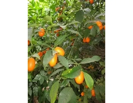 Pianta di Fortunella ovale