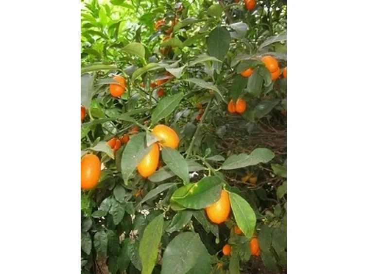 Pianta di Fortunella ovale