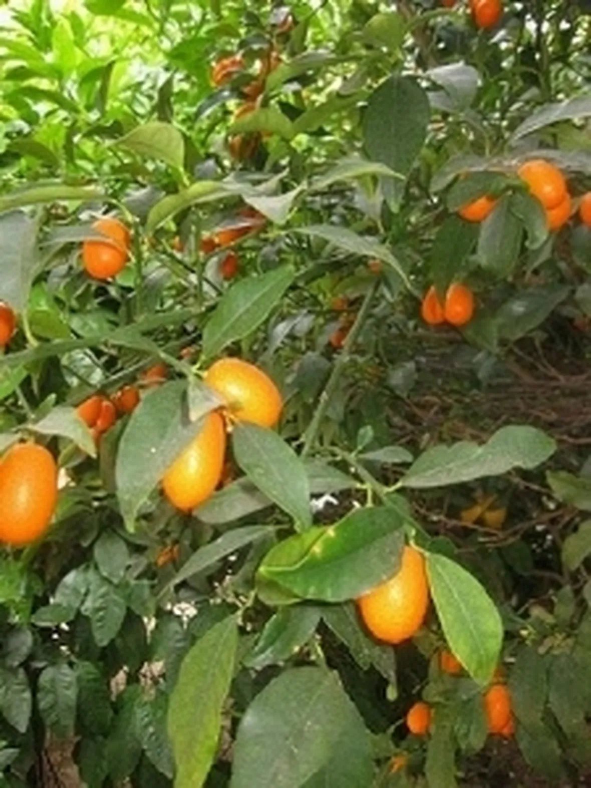 Pianta di Fortunella ovale