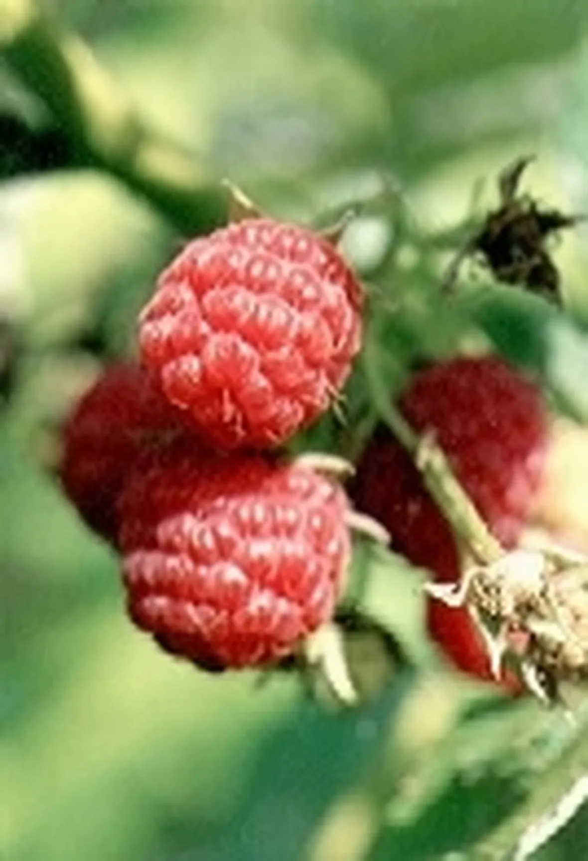 Piantina di Lampone con frutto