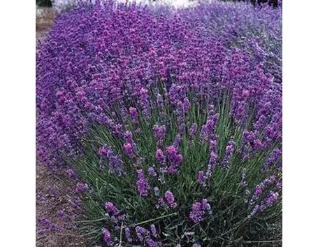 Foto di Lavanda