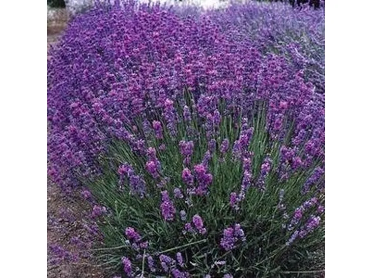 Foto di Lavanda