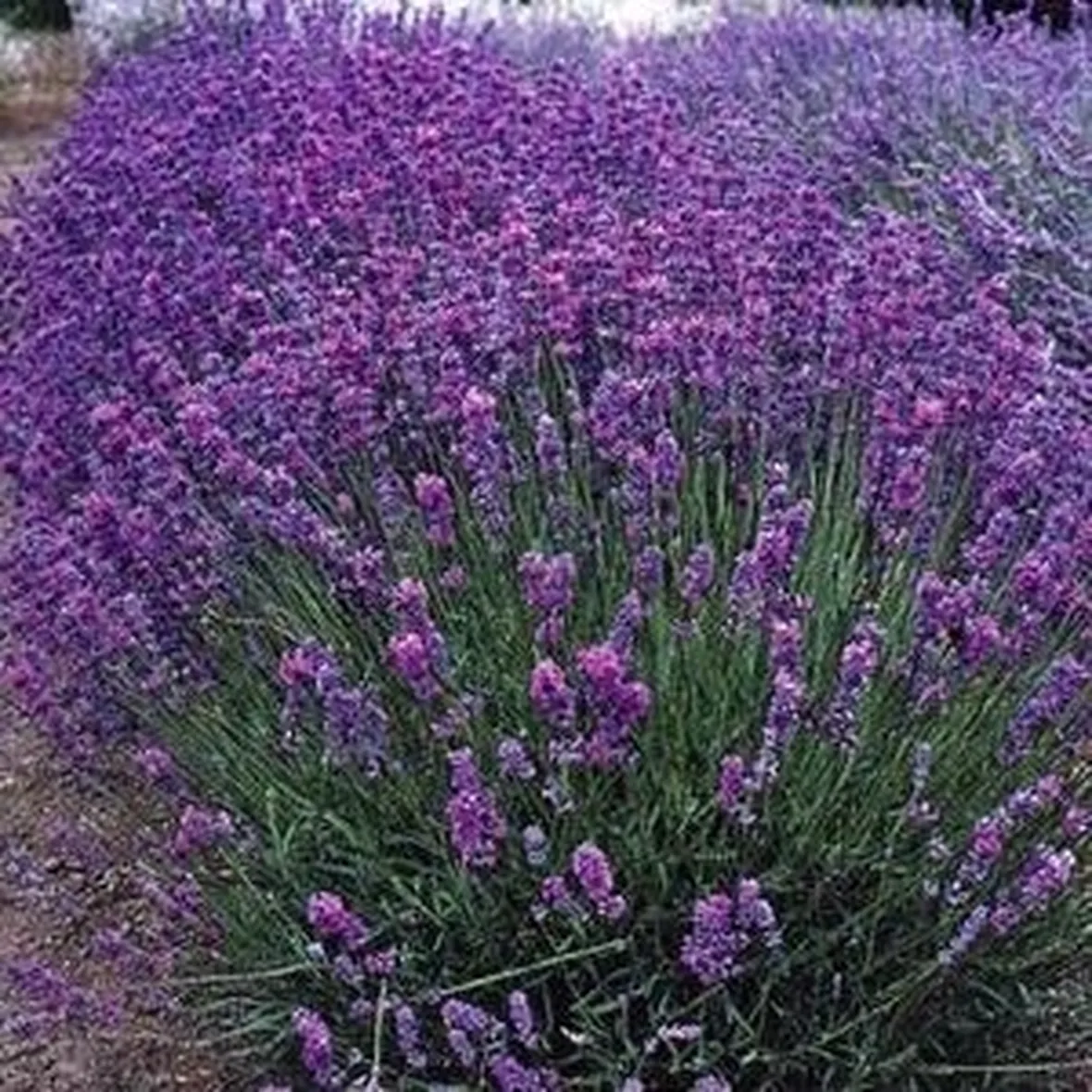 Foto di Lavanda