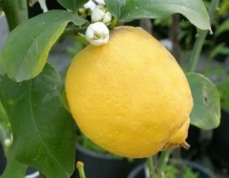 Limone con foglie