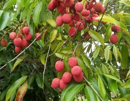 Pianta di litchi