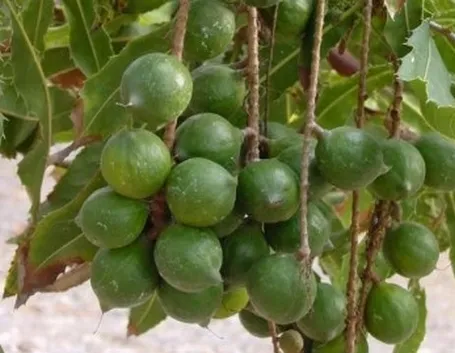 Frutti di Macadamia