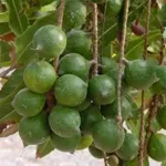 Frutti di Macadamia