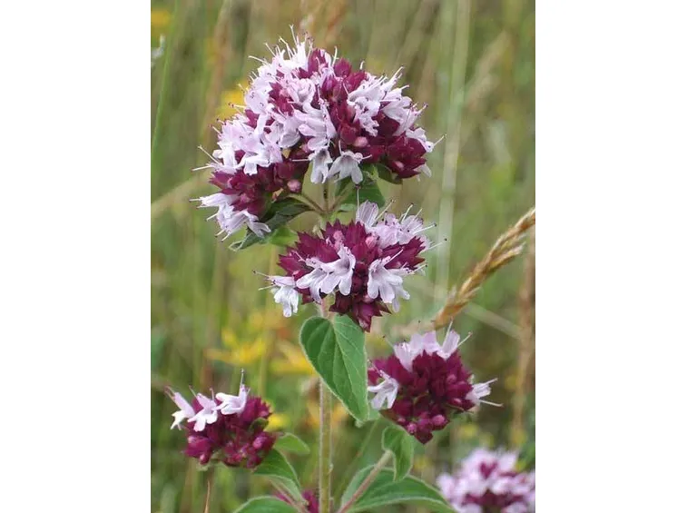 fiore origano