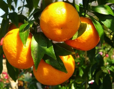 Frutti di mandarino