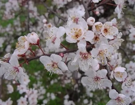 Mandorlo in Fiore