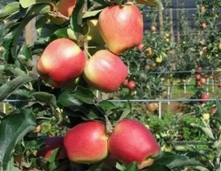 Pianta di melo con frutti