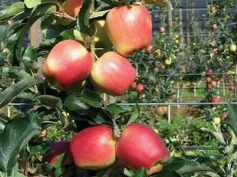 Pianta di melo con frutti