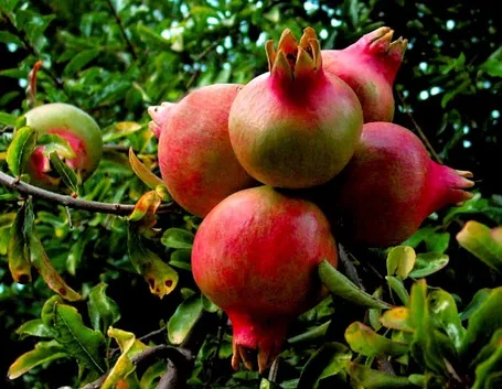 Melograno con frutti