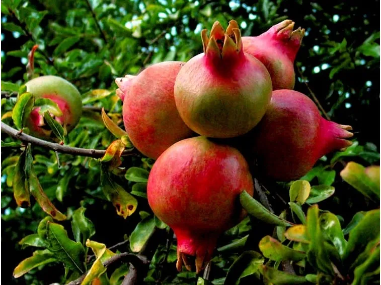 Melograno con frutti