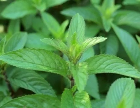 Foto di Menta Piperita