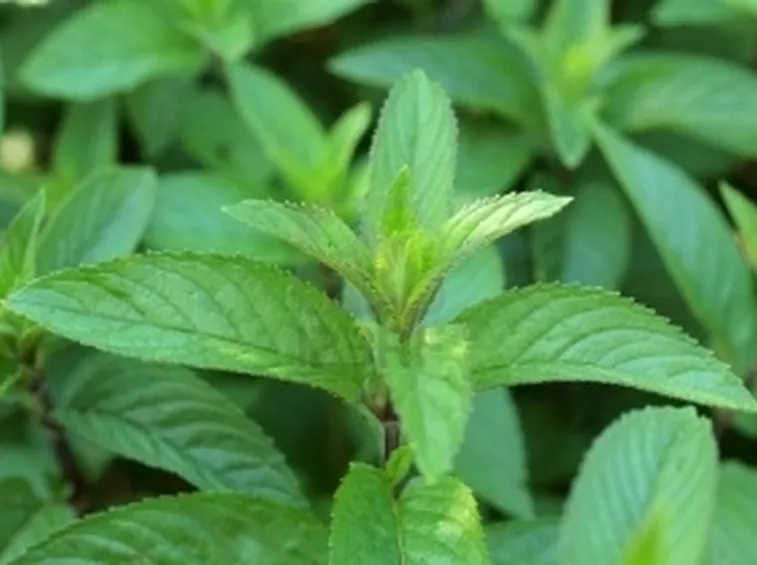 Foto di Menta Piperita
