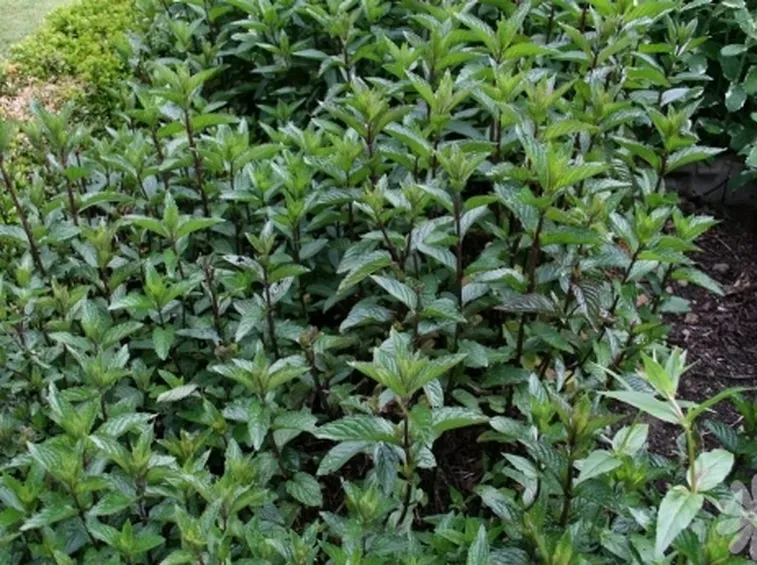 menta