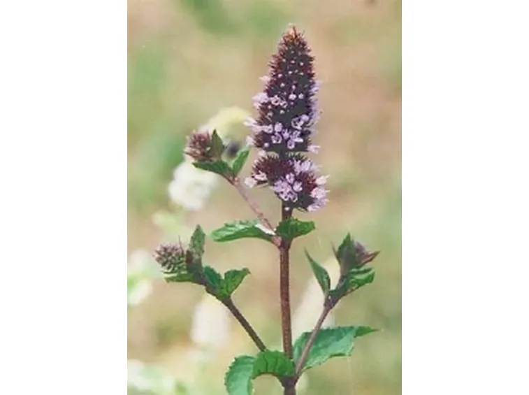 fiore menta