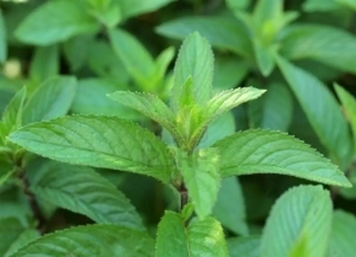 Foto di Menta Piperita