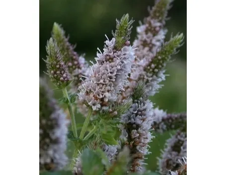 Foto del Mentastro verde