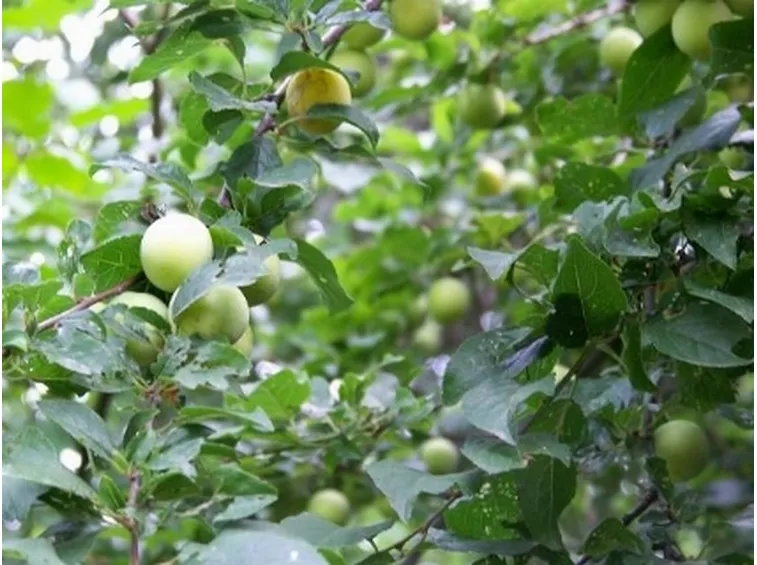 Mirabolano in maturazione