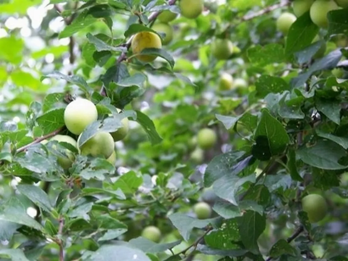 Mirabolano in maturazione