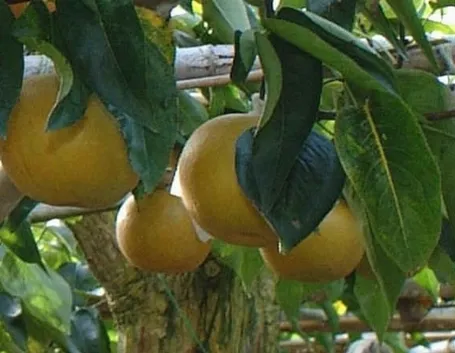 Frutti di Nashi