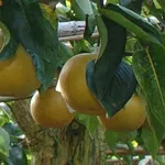 Frutti di Nashi