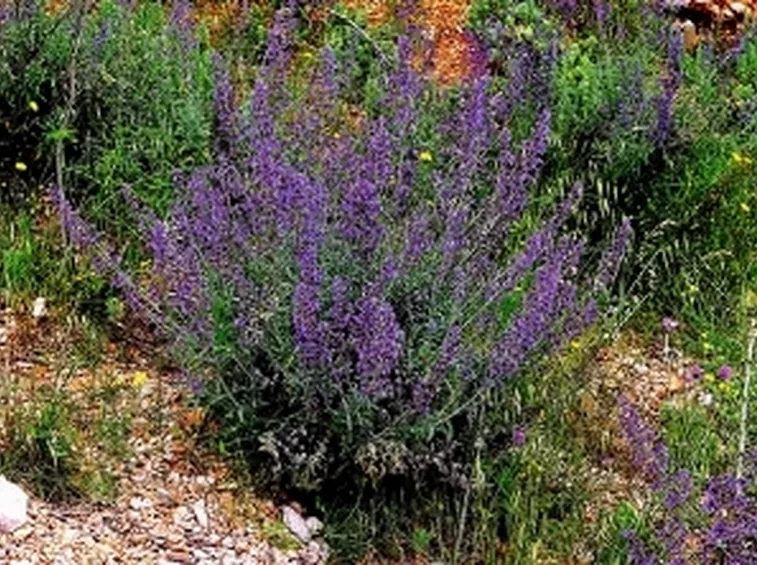 fiore nepetella
