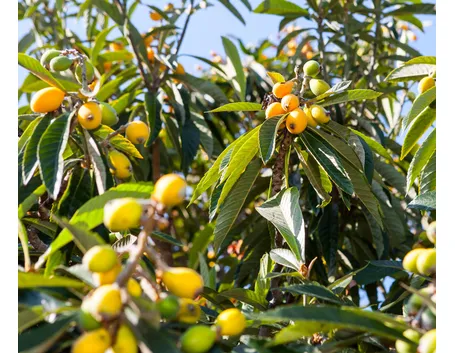 Pianta di Nespolo con frutti abbondanti